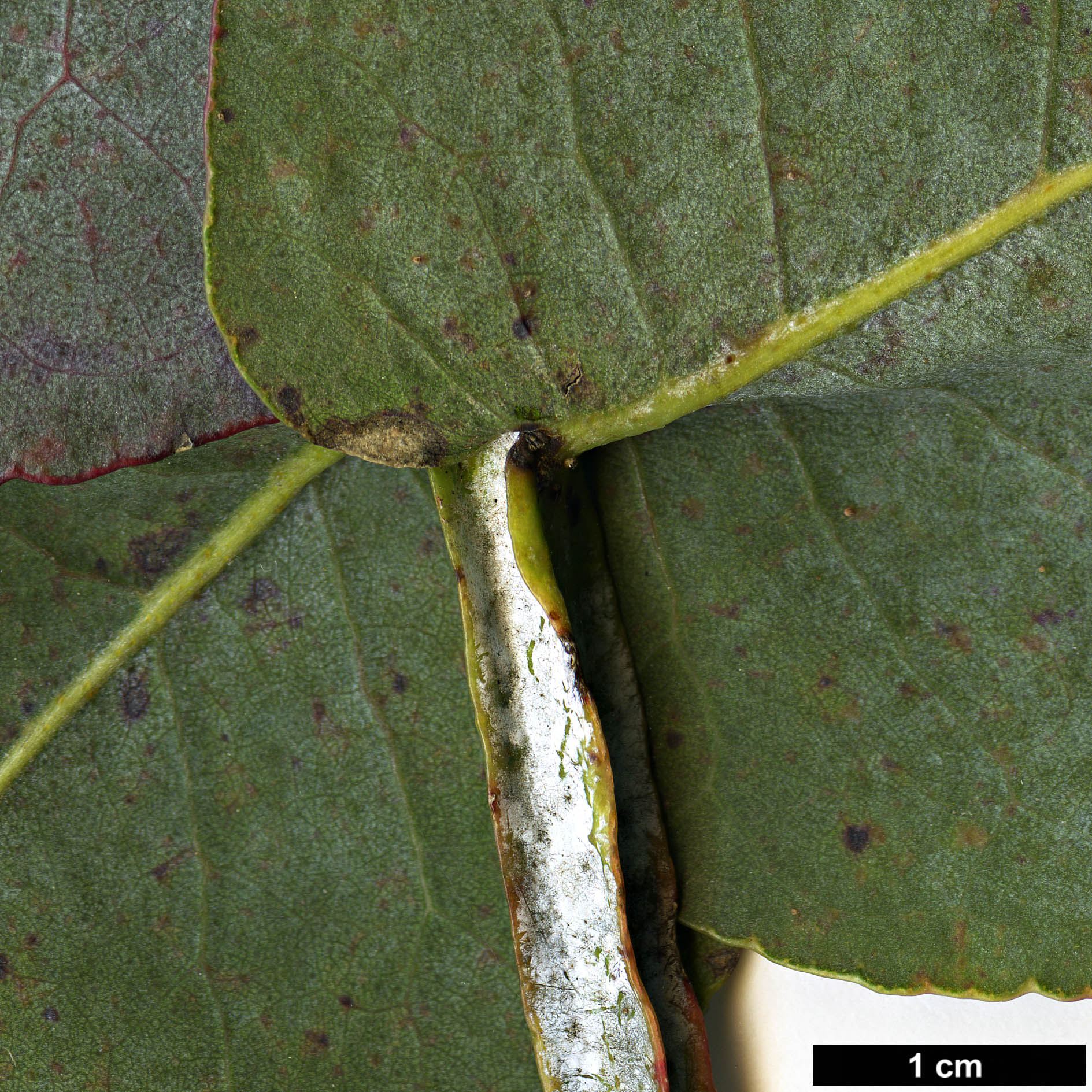 High resolution image: Family: Myrtaceae - Genus: Eucalyptus - Taxon: cordata - SpeciesSub: subsp. quadrangulosa